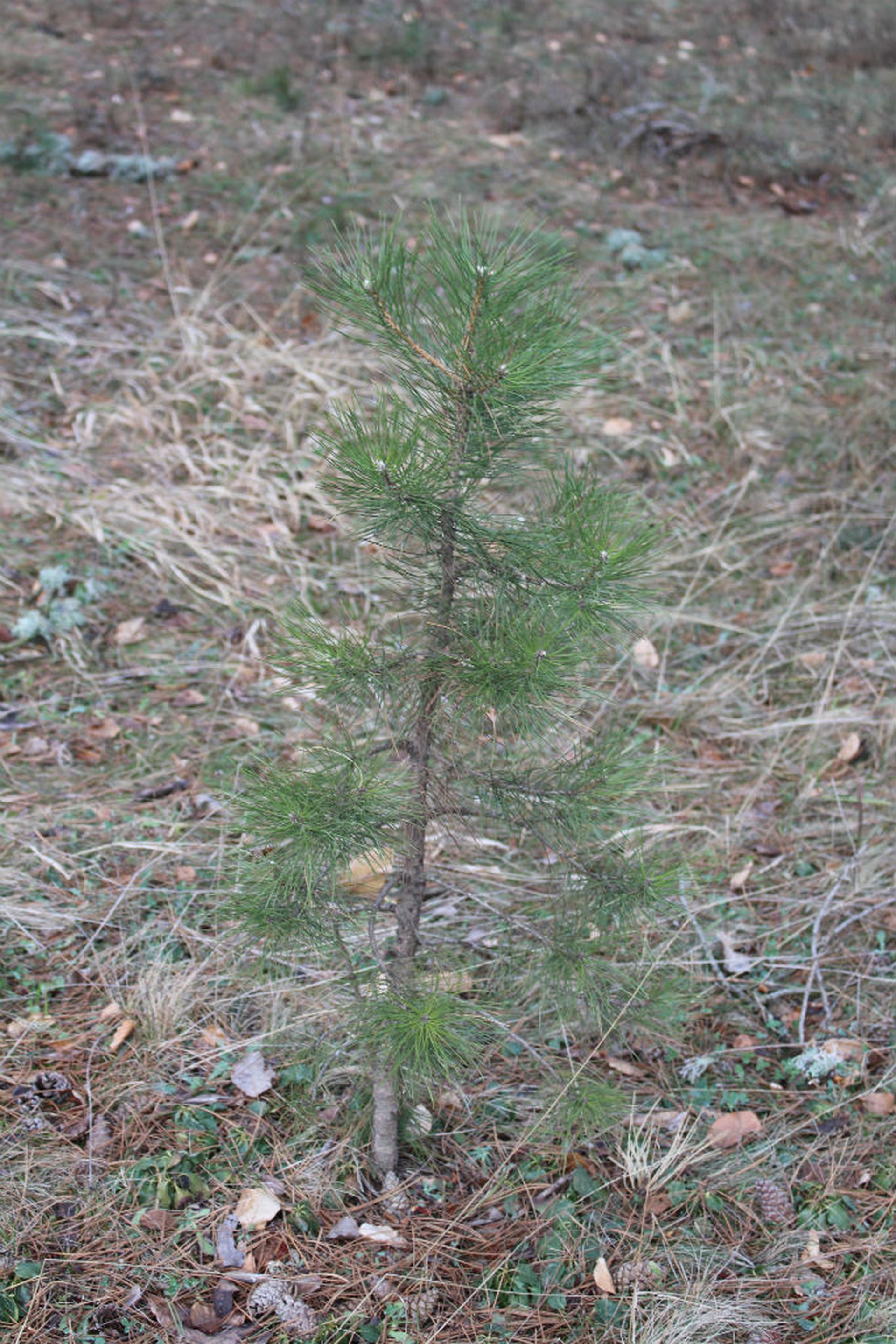 I giganti di Fallistro