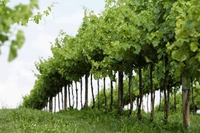 Vini che rispettano la terra: l’esempio della cantina Montelvini