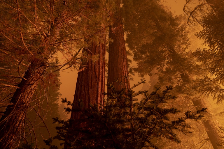 California. Gli incendi di settembre 2021 hanno distrutto almeno 2.200 sequoie