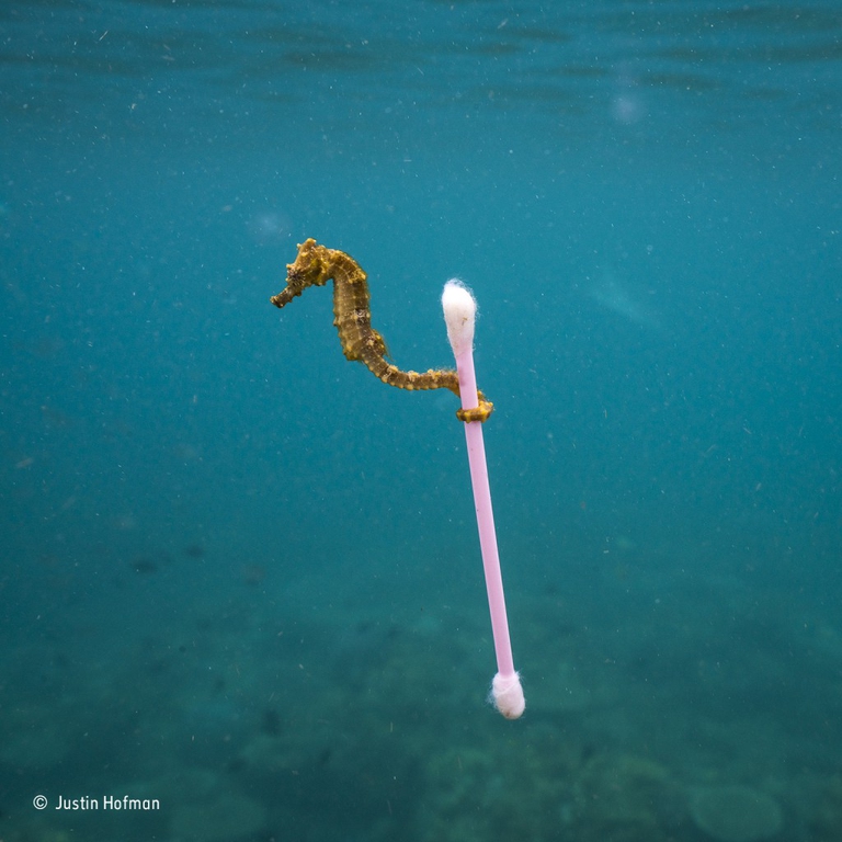 wildlife photographer of the year 