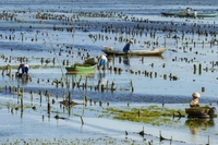 Come la coltivazione di alghe può ridurre l’uso di suolo e le emissioni dell’agricoltura