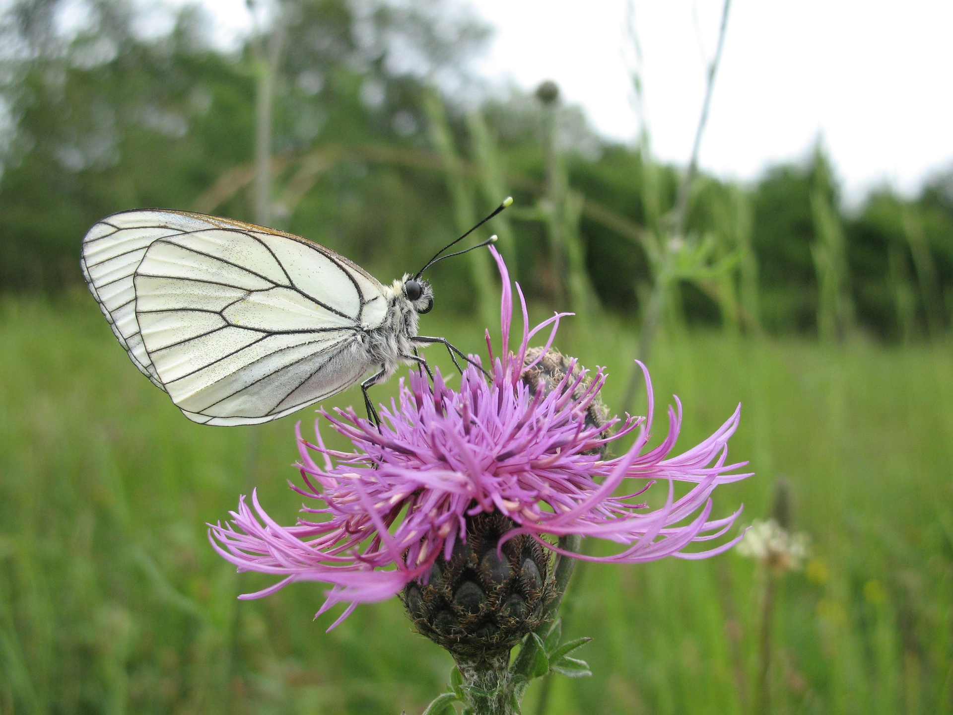 Pieride del biancospino