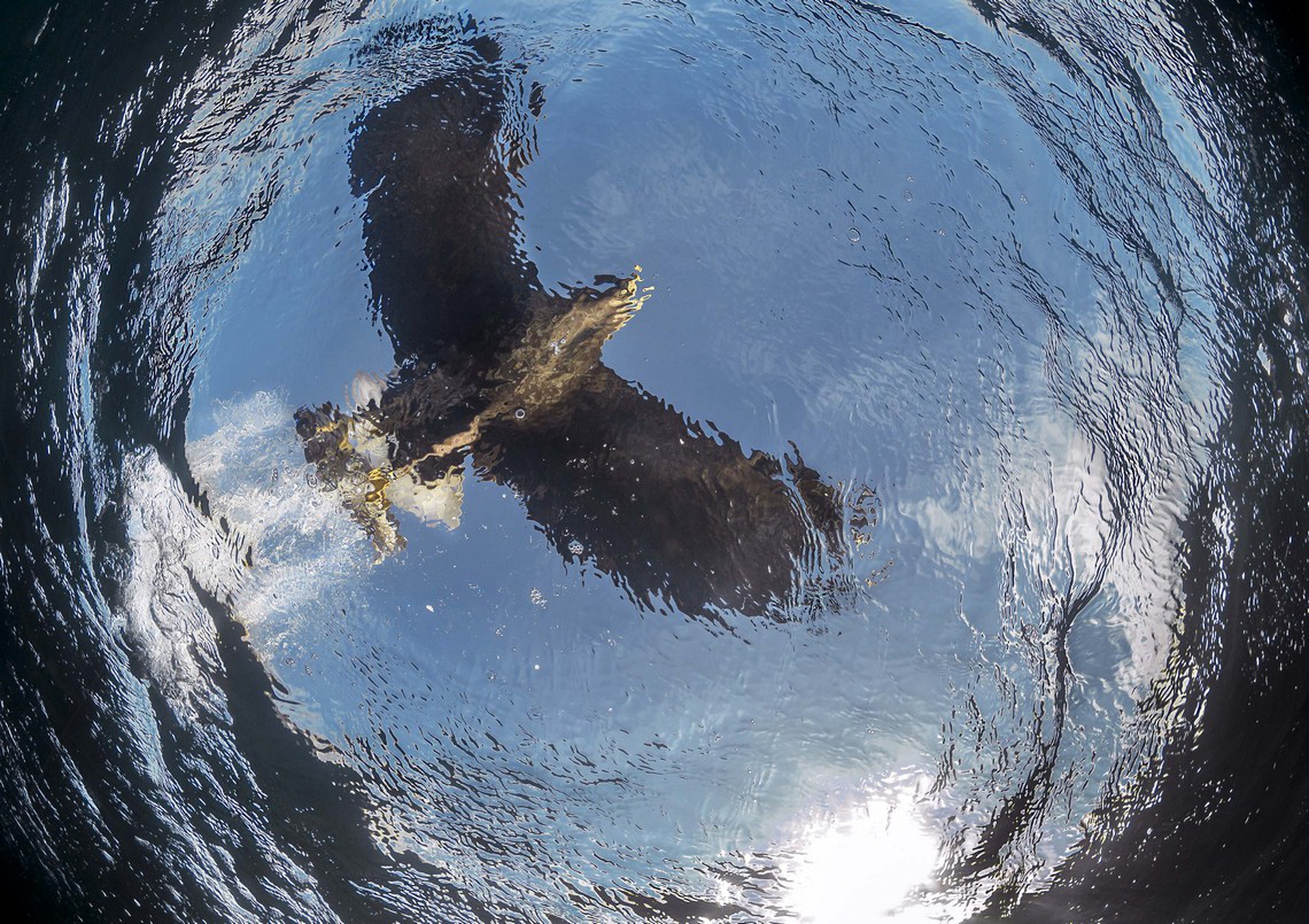Sea eagle snatch di Audun Rikardsen