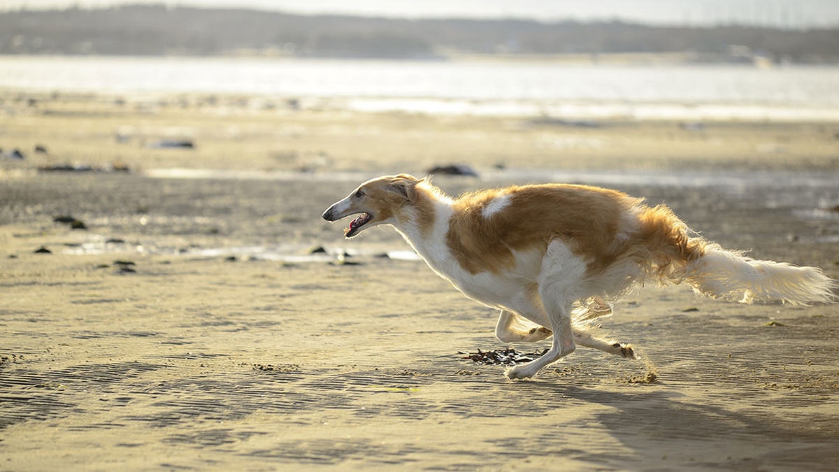 Borzoi Il Levriero Amato Dagli Zar Di Russia Lifegate