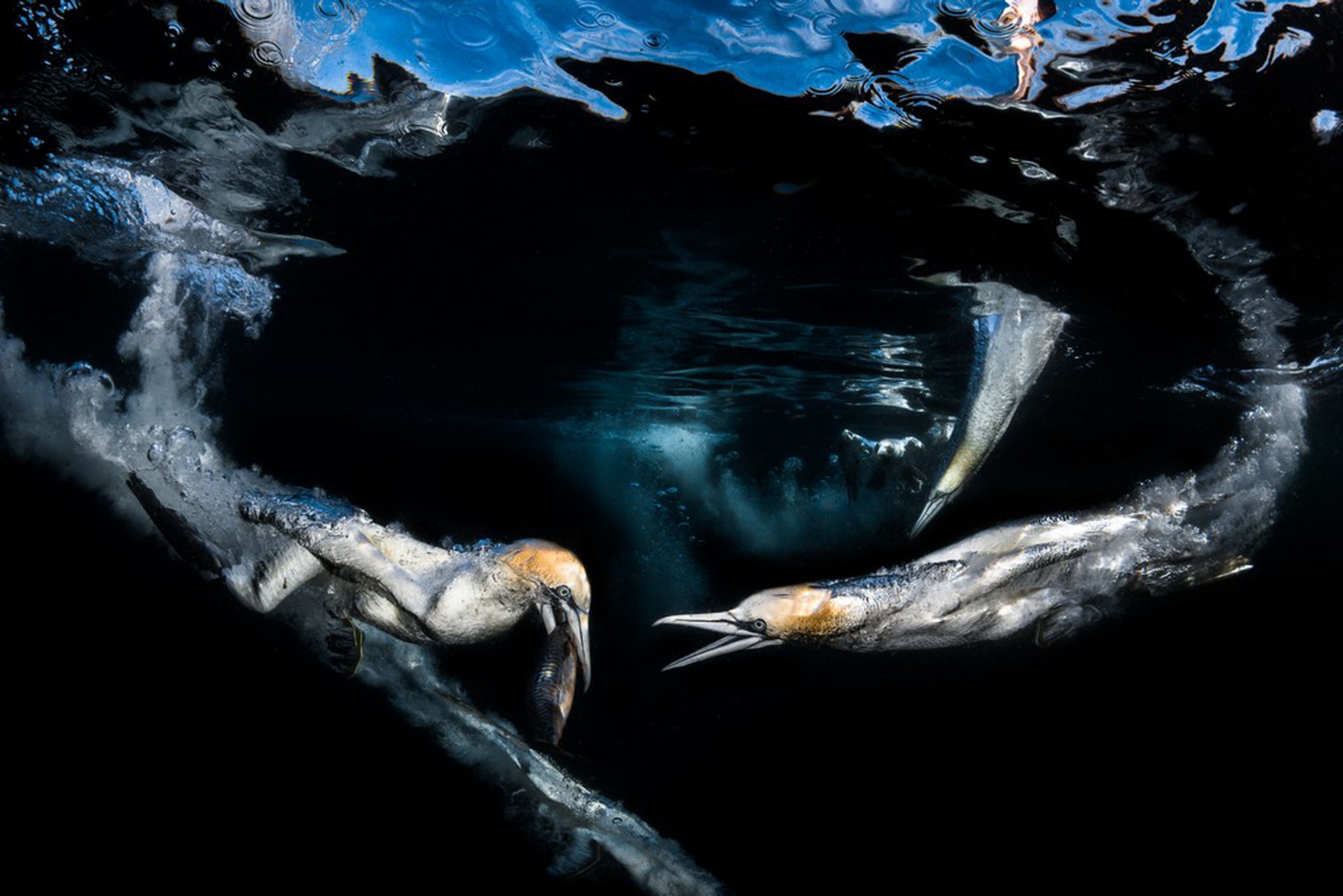 The winning photos of the Underwater Photographer of the Year 2018
