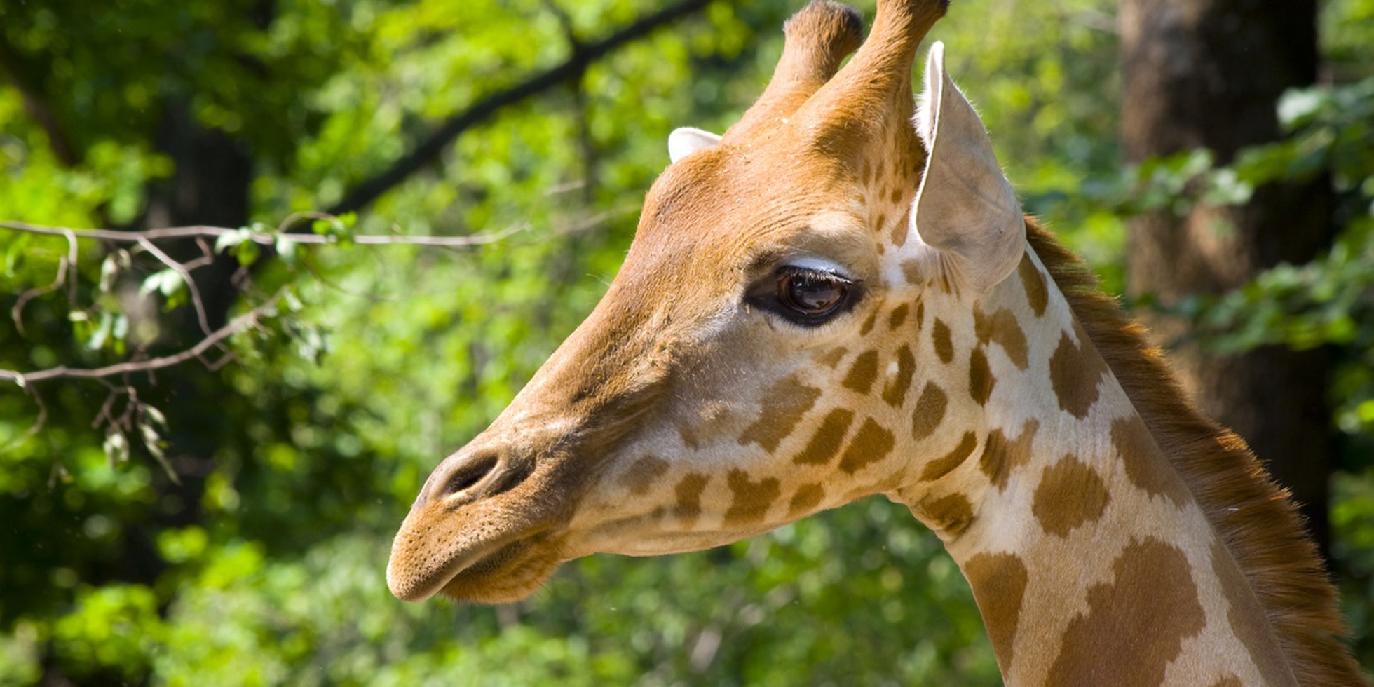 Giraffes are being killed for their tails in the Congo LifeGate