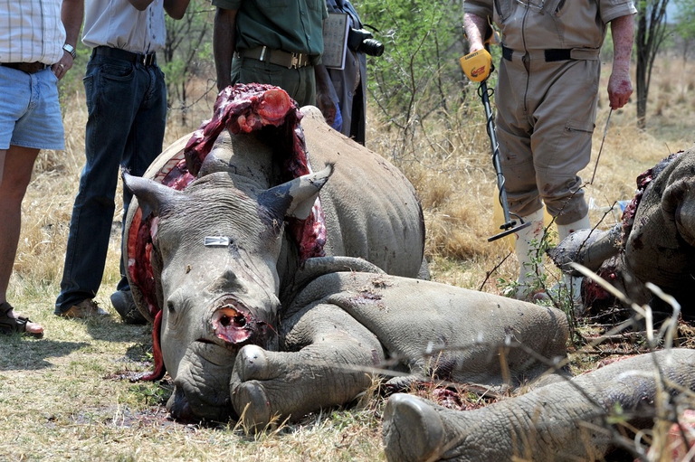 Rinoceronte abbattuto dai bracconieri