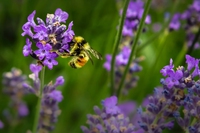 We are Earth, we are nature. Patenting biodiversity means stealing the nature of life