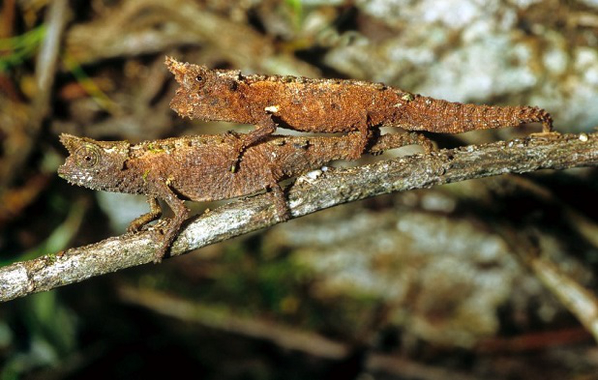 brookesia betschi