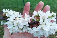 Bee my Future. Nel 2023, le api hanno nuovi alleati per proteggere la biodiversità