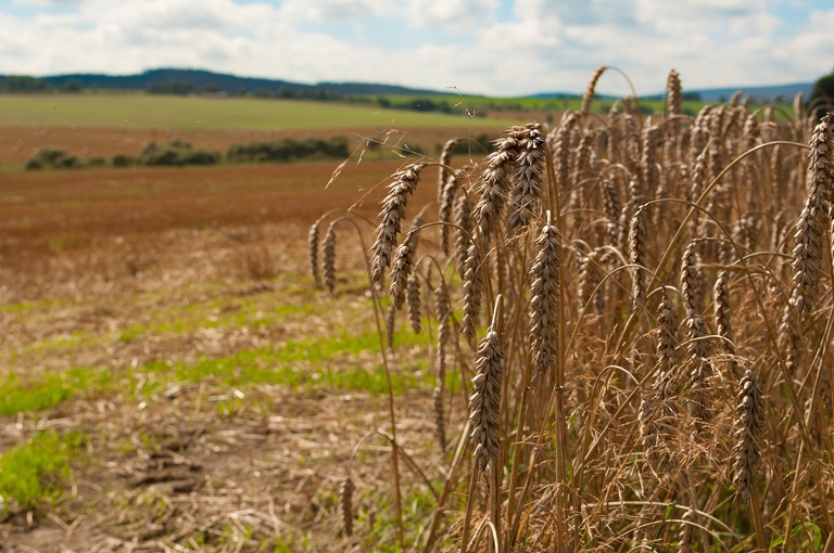 Paesaggio rurale con coltivazione di grano