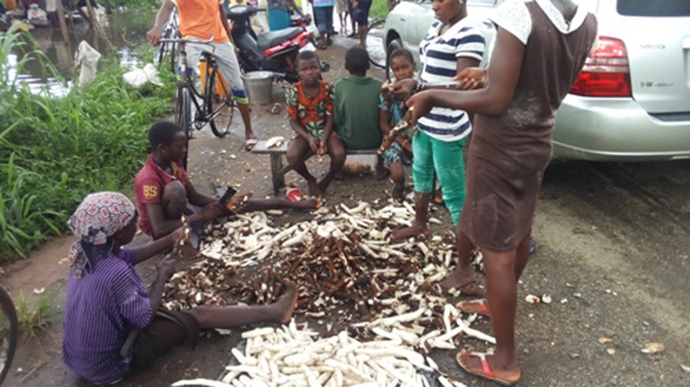 A family pools its harvest of premature cassava © David Iheamnachor naoc, nigeria, eni, agip