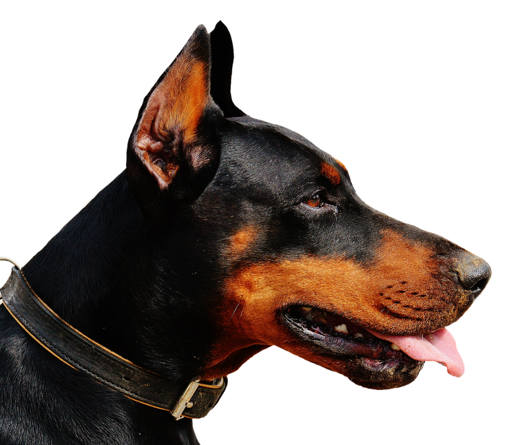 dobermann