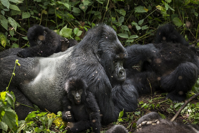 mountain gorilla, virunga national park, congo