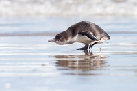 Centinaia di pinguini sono stati ritrovati morti sulle coste neozelandesi