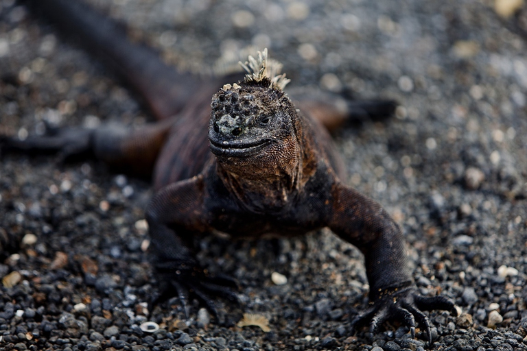 iguana galapagos