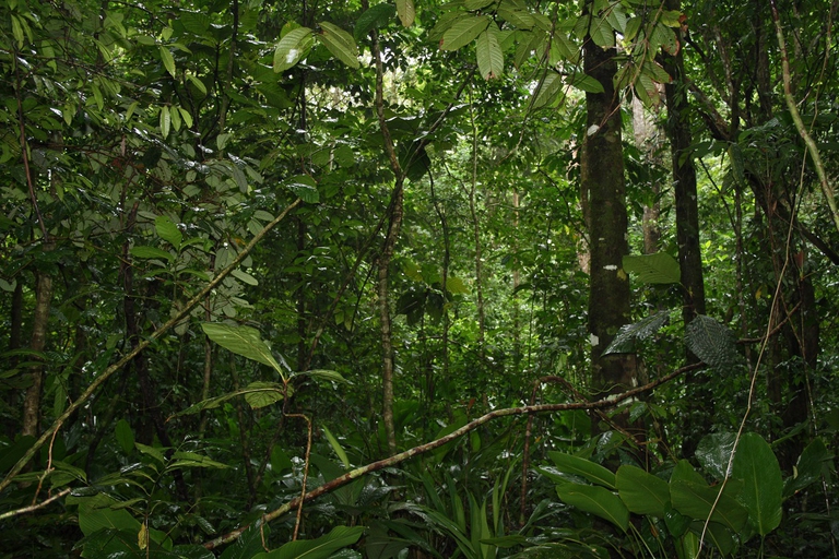Parco nazionale Tortuguero, Costa Rica