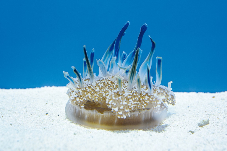 Medusa cassiopea allevata nell'acquario di Genova