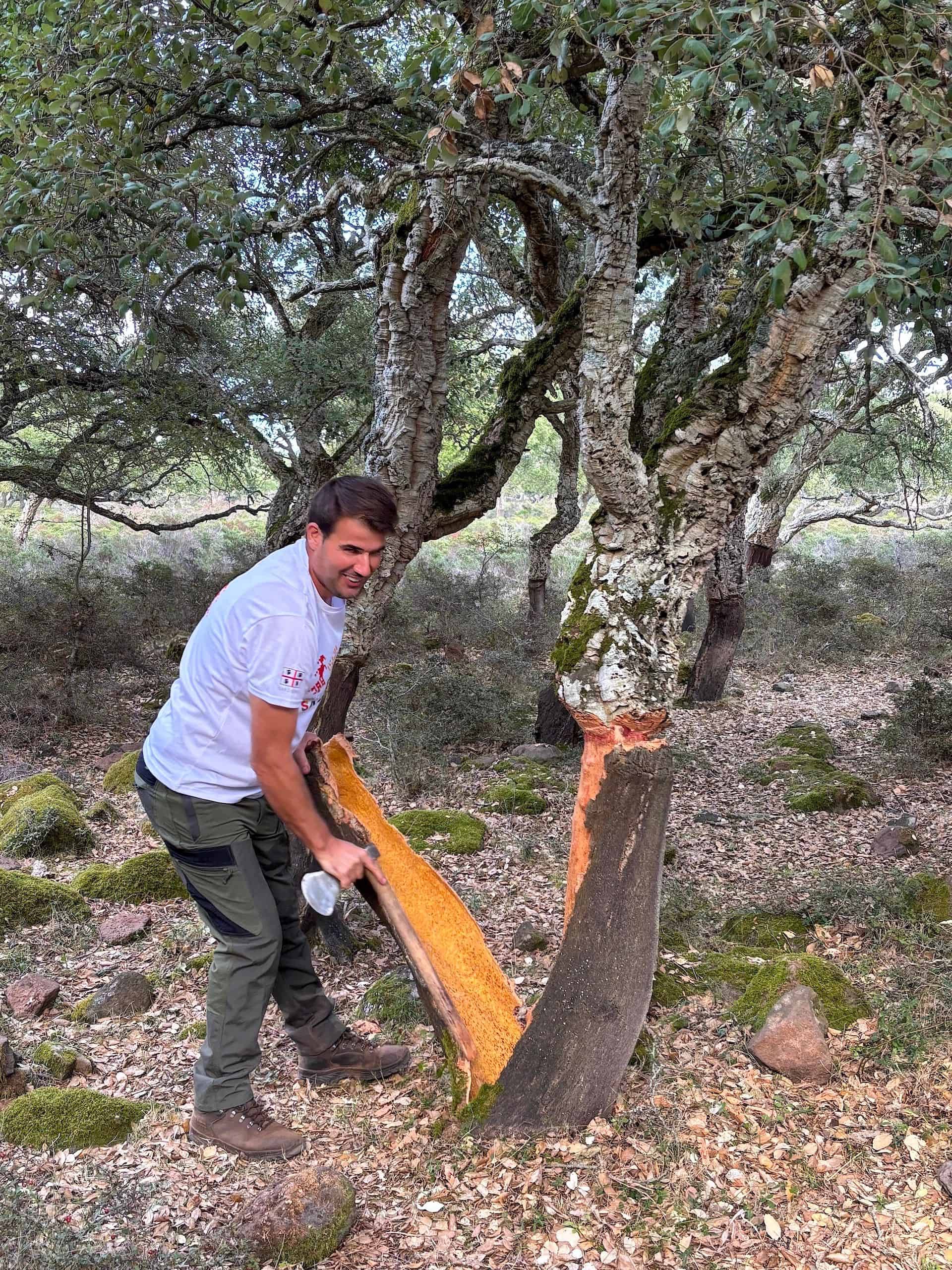 Claudio raccoglia la corteccia da una quercia da sughero: il sughero &copy; Beatrice Spagoni