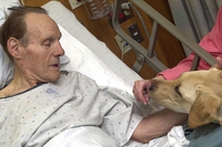 Lazio, cani e gatti possono accedere agli ospedali per far visita ai pazienti