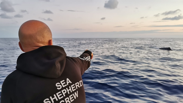 Enrico Salierno, volontario di Sea Shepherd, che monitora 'Furia'