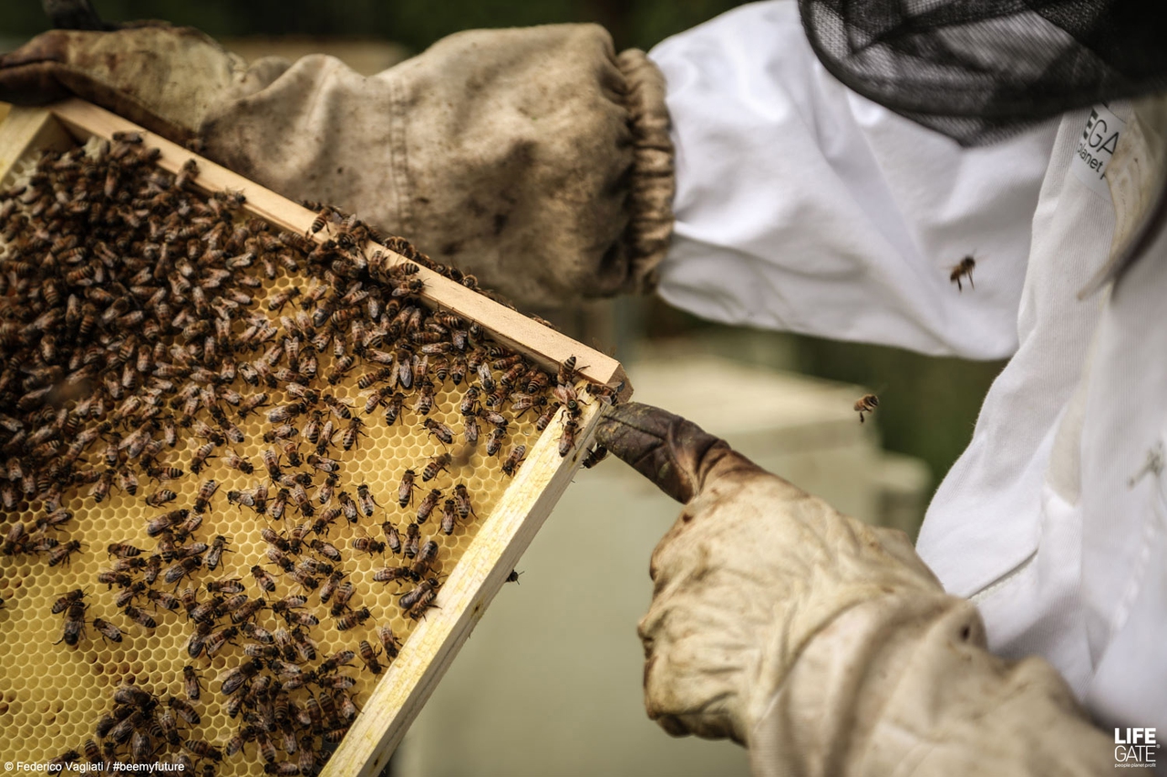 Bee my Future, cinque arnie per un apicoltore. La storia comincia così ...