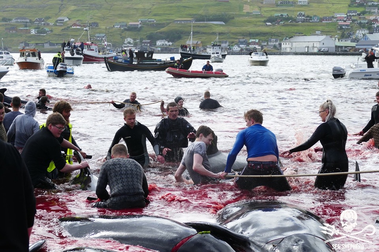 La caccia ai cetacei alle isole Faroe il 27 agosto