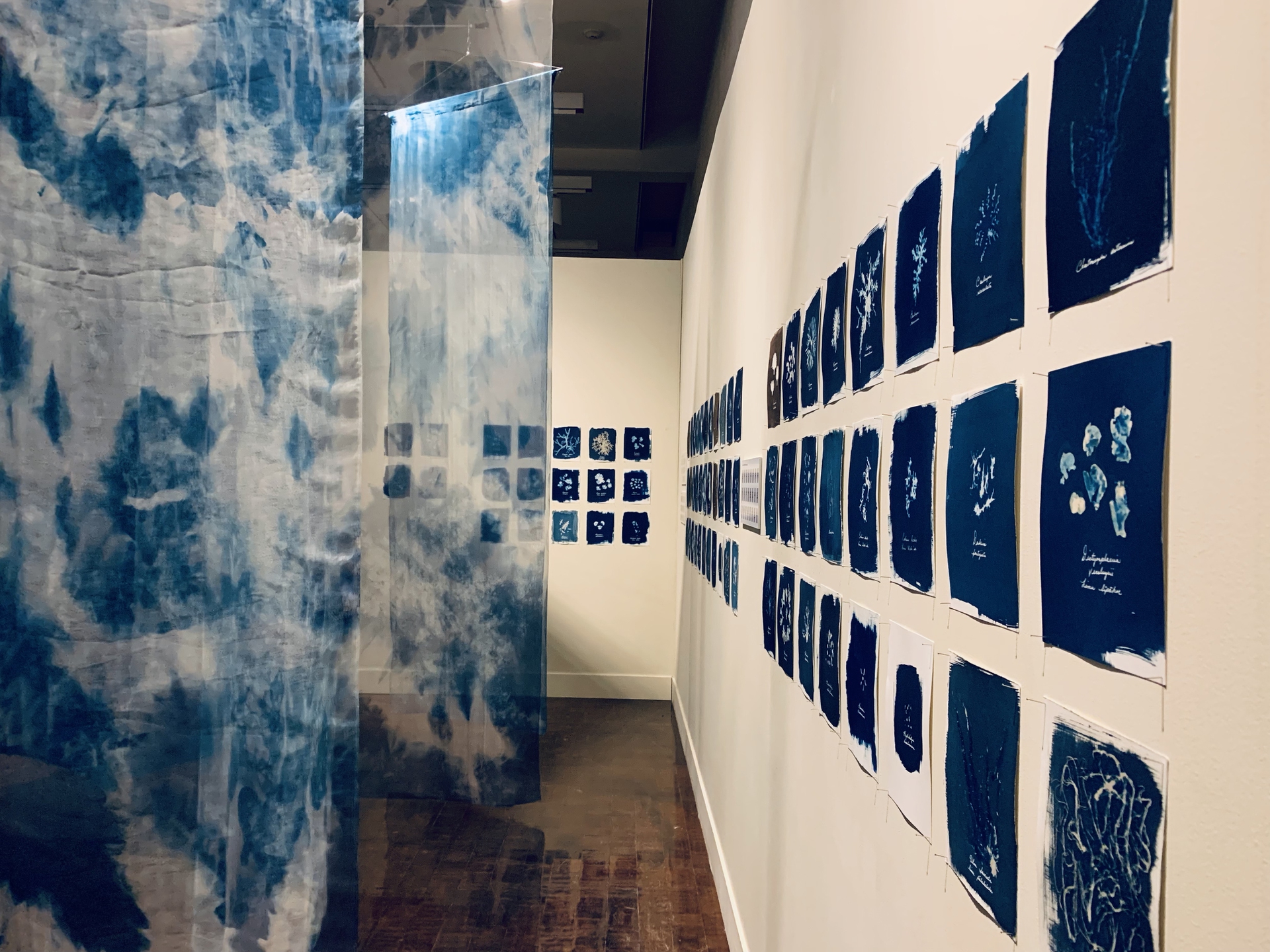 Stampe di alghe Limu con processo cianotipico in mostra all'Honolulu Museum of Art © Gwen Arkin