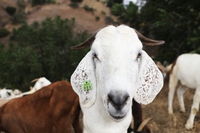 EUforAnimals. Nel 2024 l’Unione europea avrà un commissario per il benessere animale?