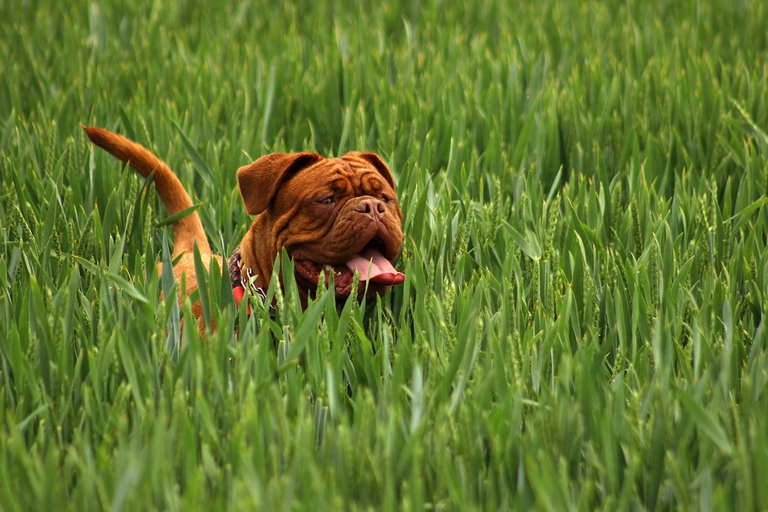 animali in città