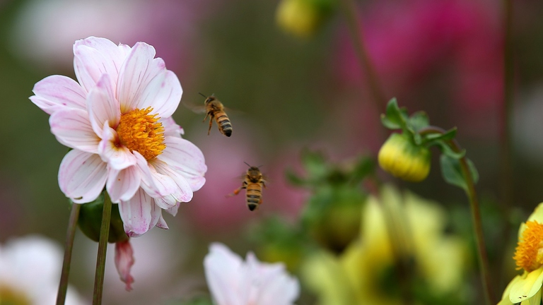 bees, flower, pollinators