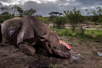 The winners of the Wildlife Photographer of the Year 2017, in pictures