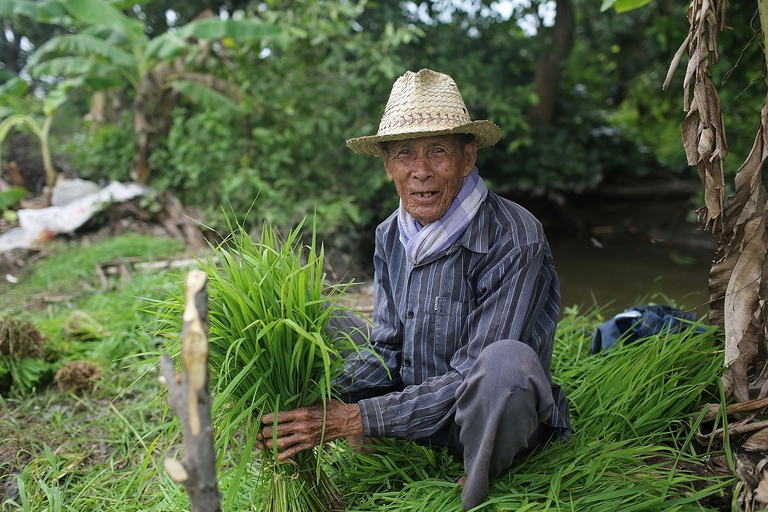 Piantagione di riso in Thailandia