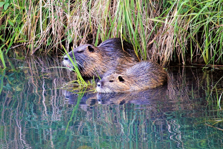 Nutrie in Italia, un massacro annunciato