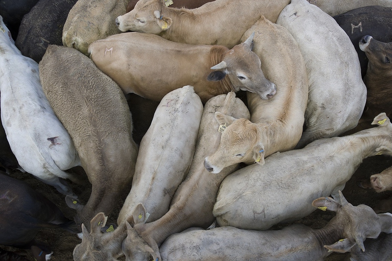 Bestiame importato dal Messico nengli Stati Uniti