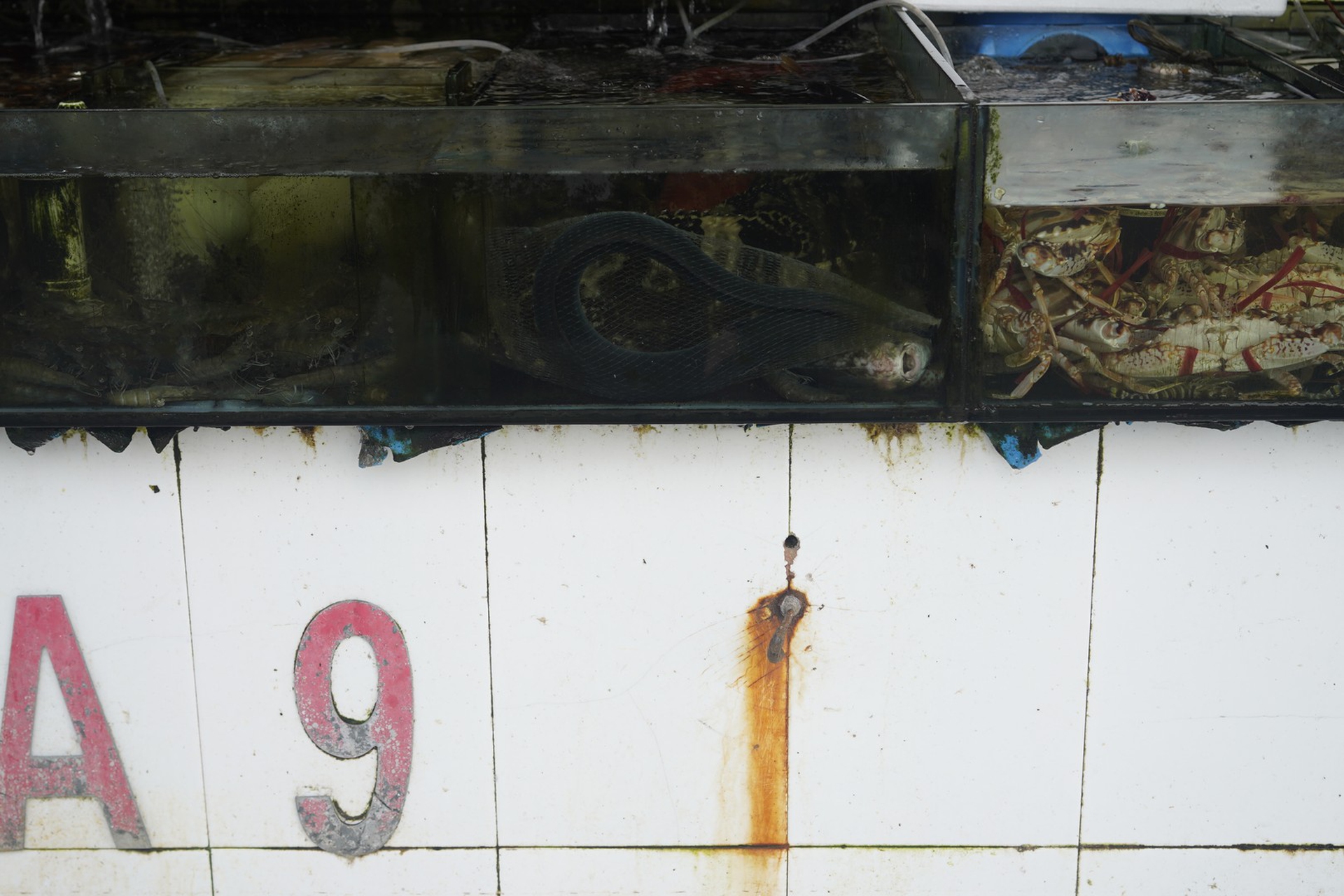 Un’immagine dai wet market in Cina