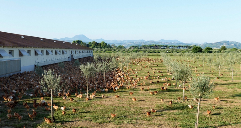 polli allevamenti bio fileni
