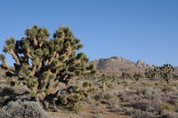 California, cosa è successo nel parco nazionale del Joshua Tree durante lo shutdown