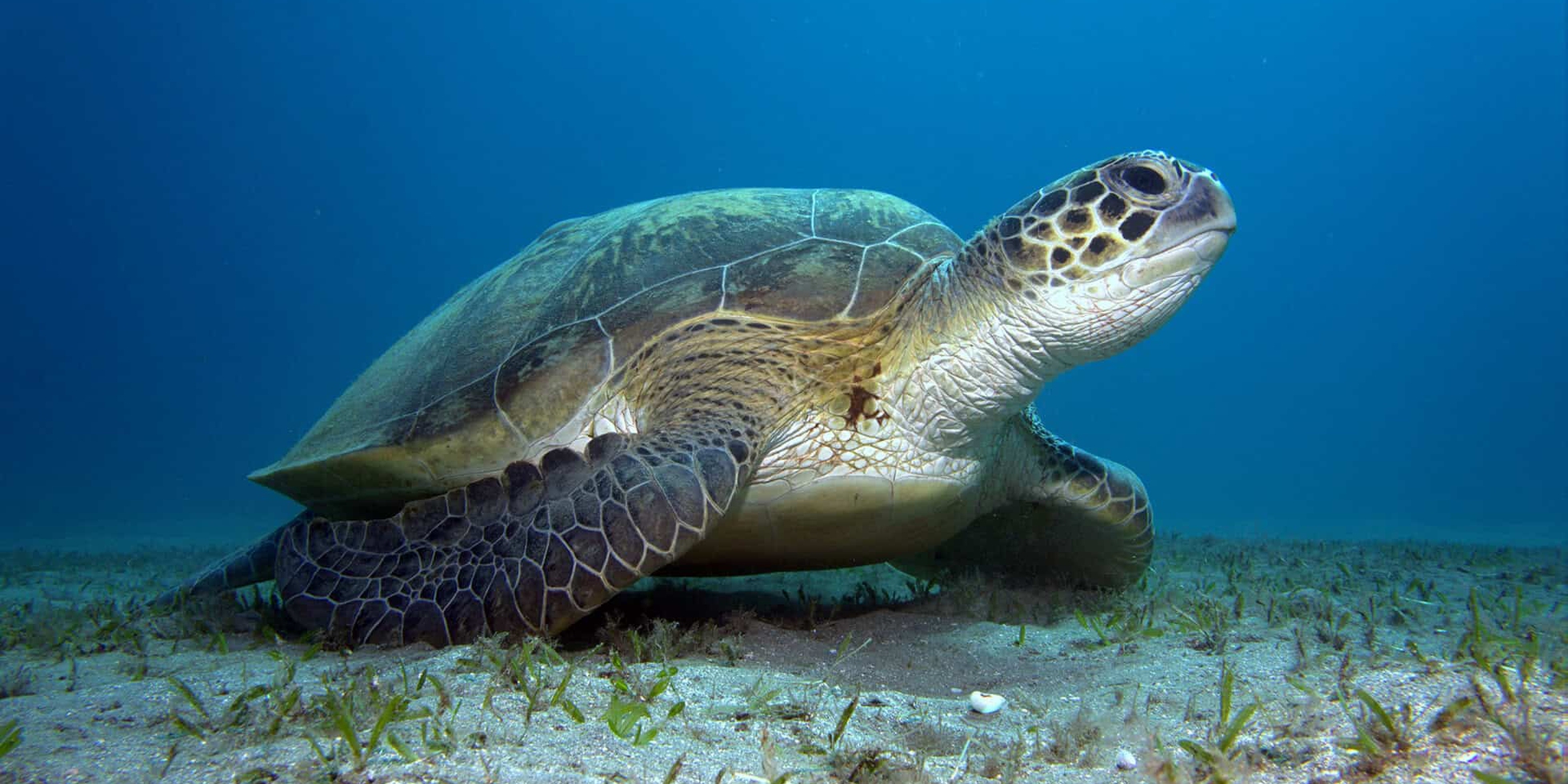 Una tartaruga verde ha tentato di nidificare in Calabria: è il primo ...