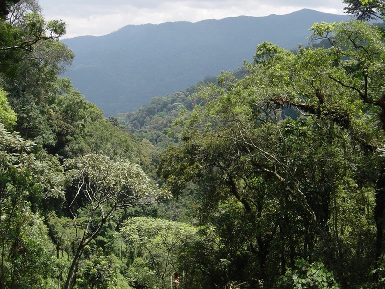 foresta africana
