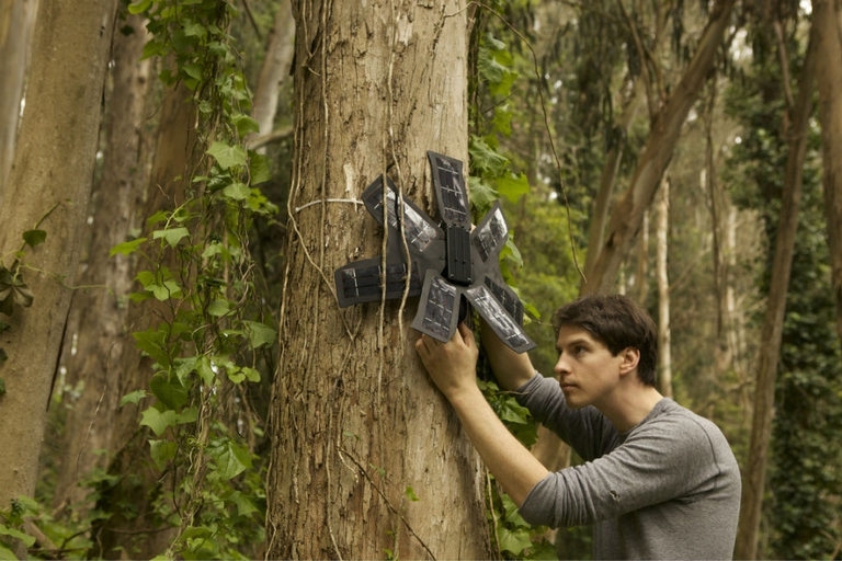 rainforest connection2 alberi