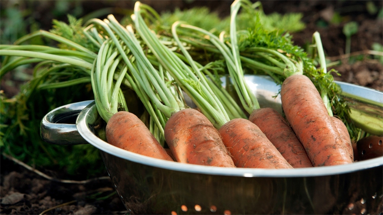 La carota è uno degli ortaggi che beneficano maggiormente dell'uso della cenere come concime