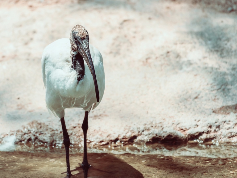 Ibis sacro in Africa