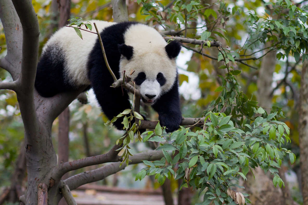 The giant panda is no longer endangered - LifeGate