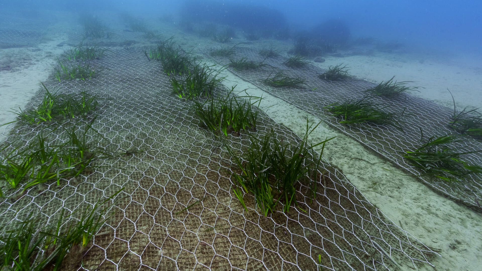 Piantumazione della posidonia a Bergeggi