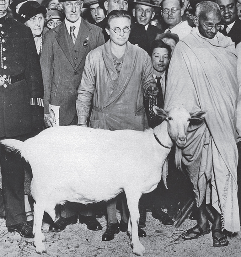 veganism in india gandhi autbiography cow goat milk