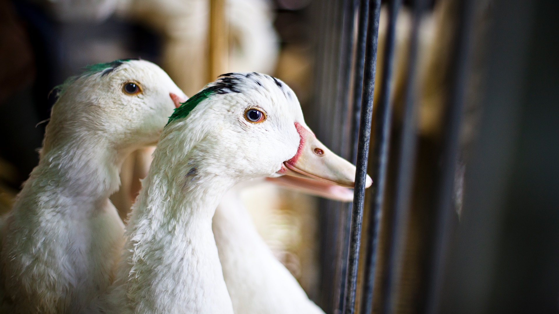 “Il foie gras non provoca sofferenza”. Lo humane washing al Parlamento