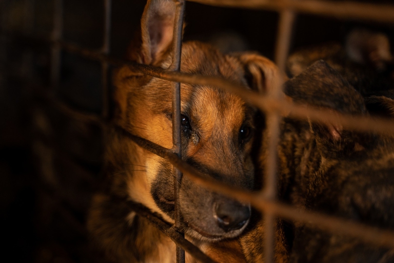 uno dei cani nelle gabbie del macello in cambogia