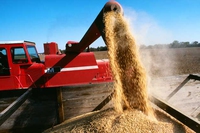 Quanta soia (ogm) è nascosta nei nostri alimenti