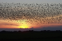 La biodiversità vola sulle rotte degli uccelli